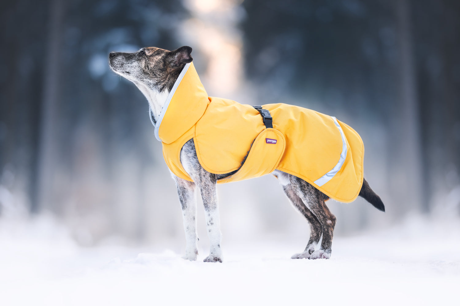 Pomppa Toppa Dandelion manteau imperméable doublé chien