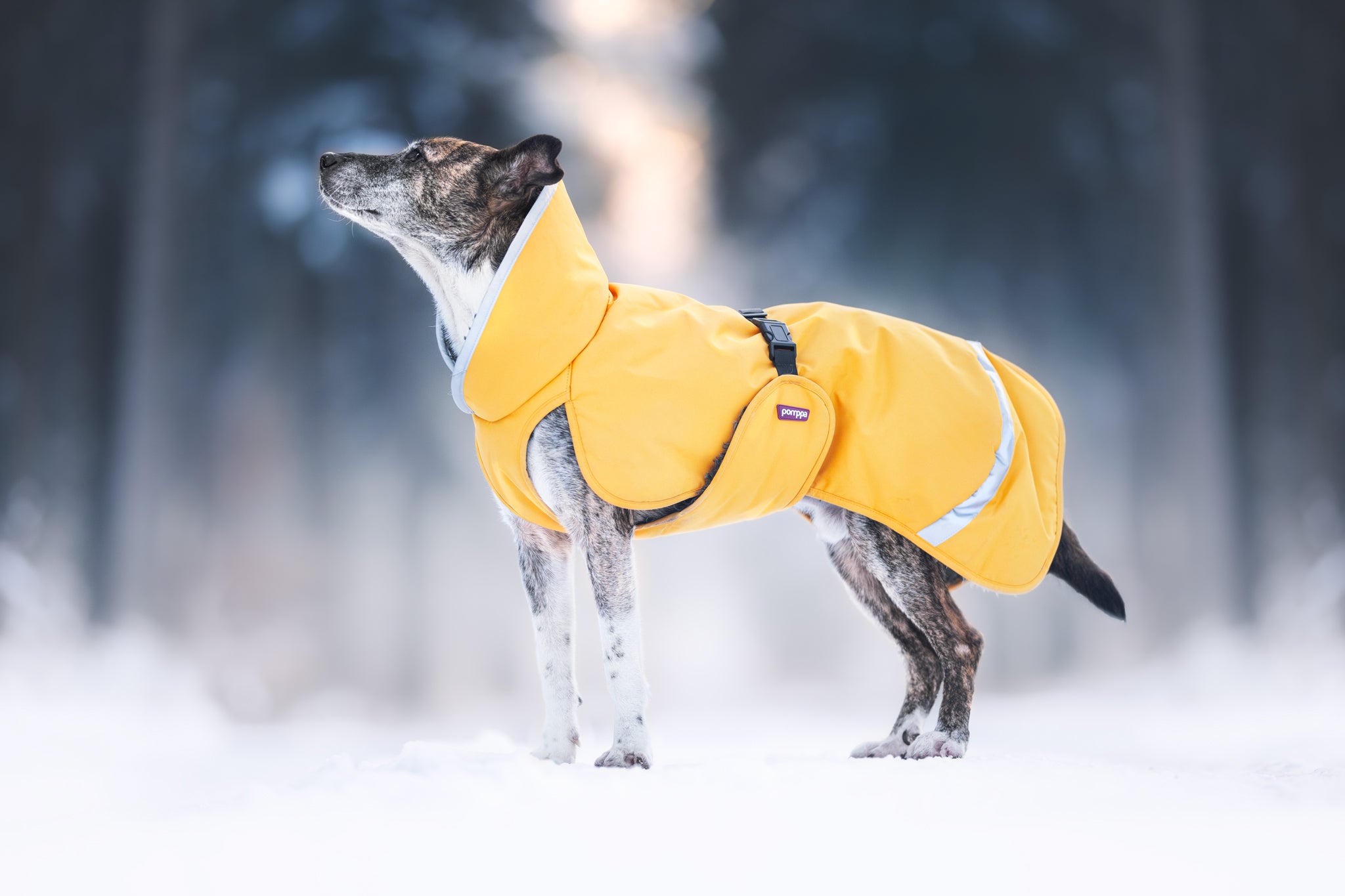 Pomppa Toppa Dandelion manteau imperméable doublé chien