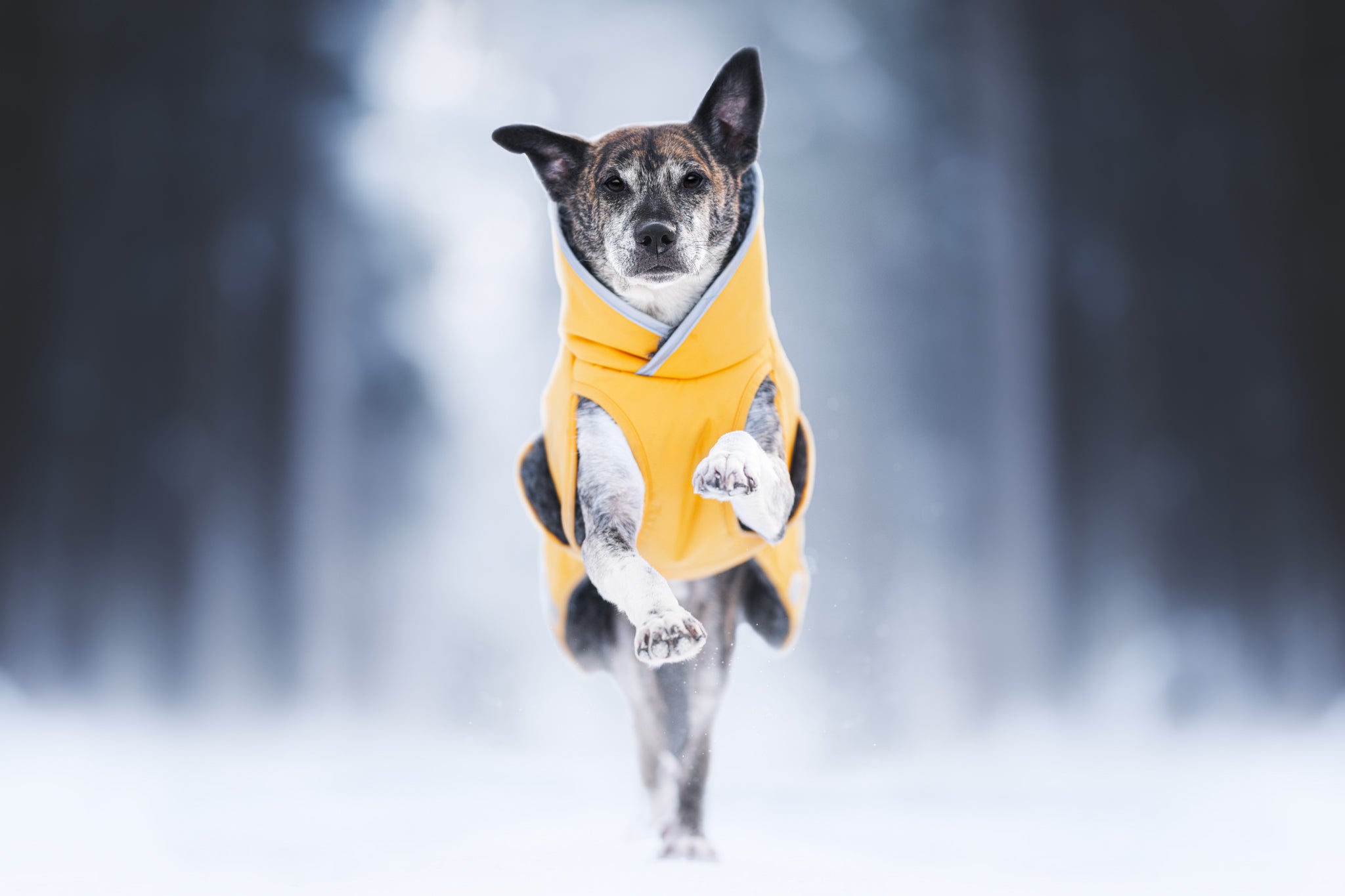 Pomppa Toppa Dandelion manteau imperméable doublé chien