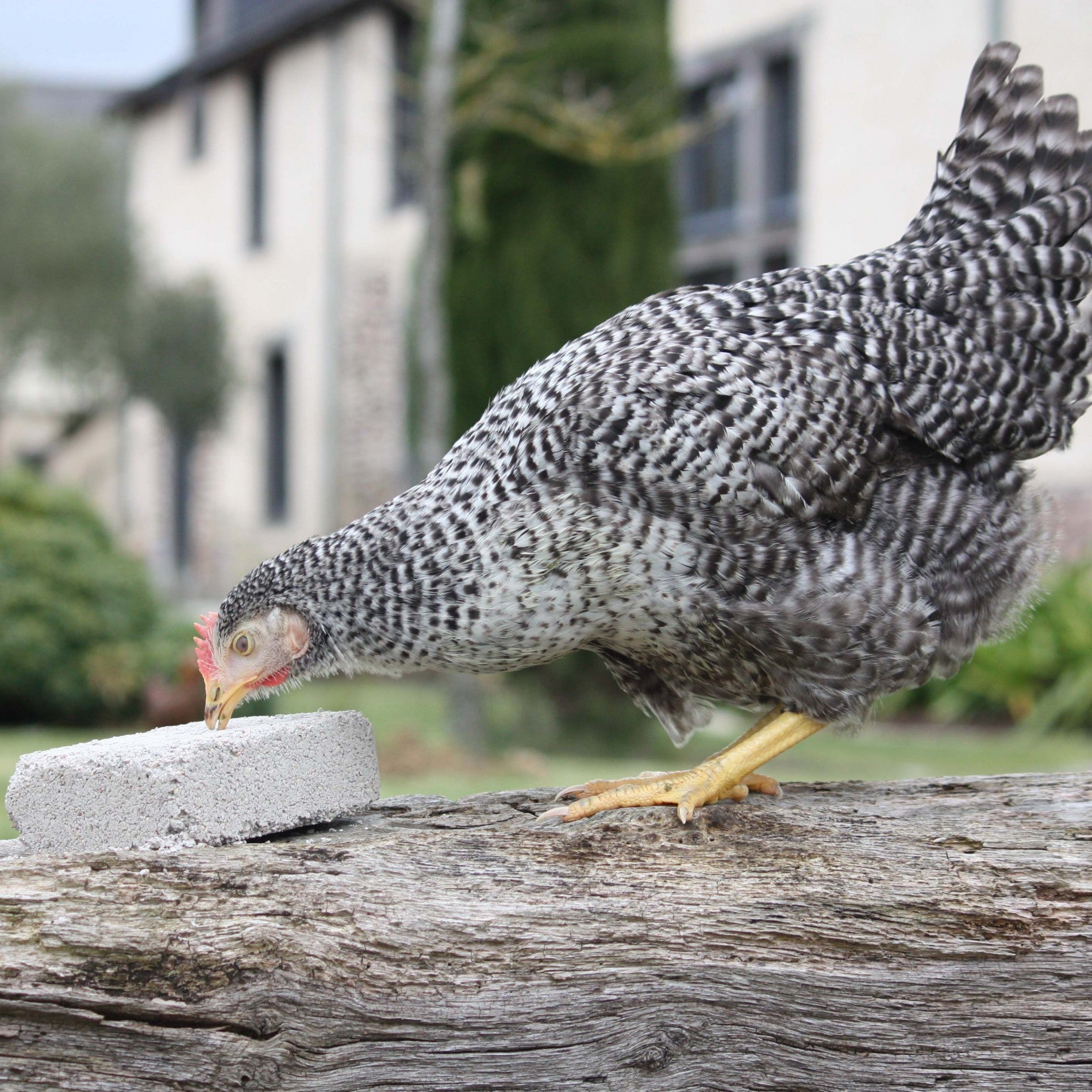 Bloc à picorer poules
