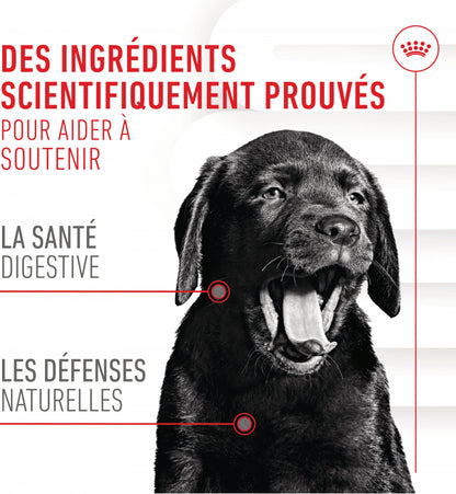 Aliment complémentaire Puppy Immunity &amp; Digestion Chews pour chiot