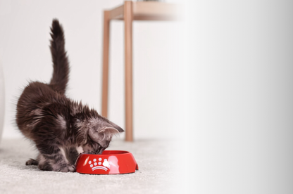 Royal Canin Sterilised 37 croquettes chat