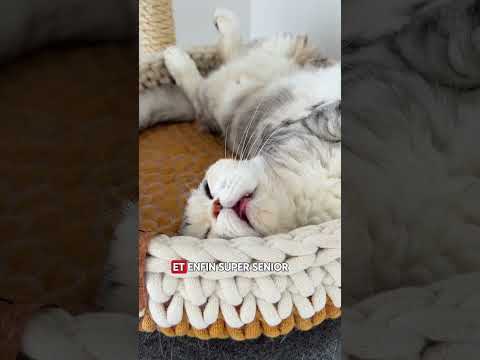 Royal Canin Ageing 11+ - croquettes chat