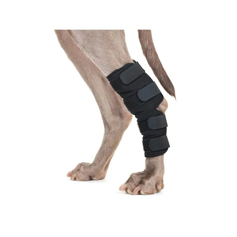 Back On Track protection de patte arrière pour chien
