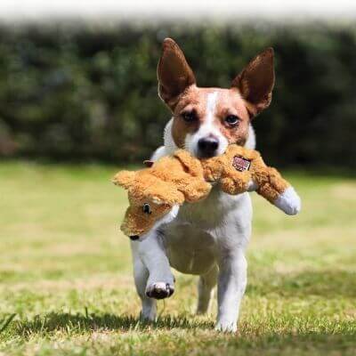 Kong Scrunch Knots Renard chien