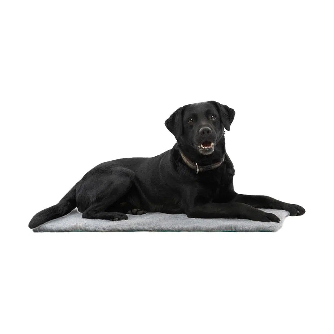 Tapis Kruuse vet bed - Chien